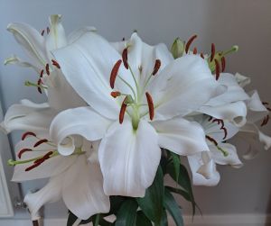 Sad News Lillies Sad News Lillies